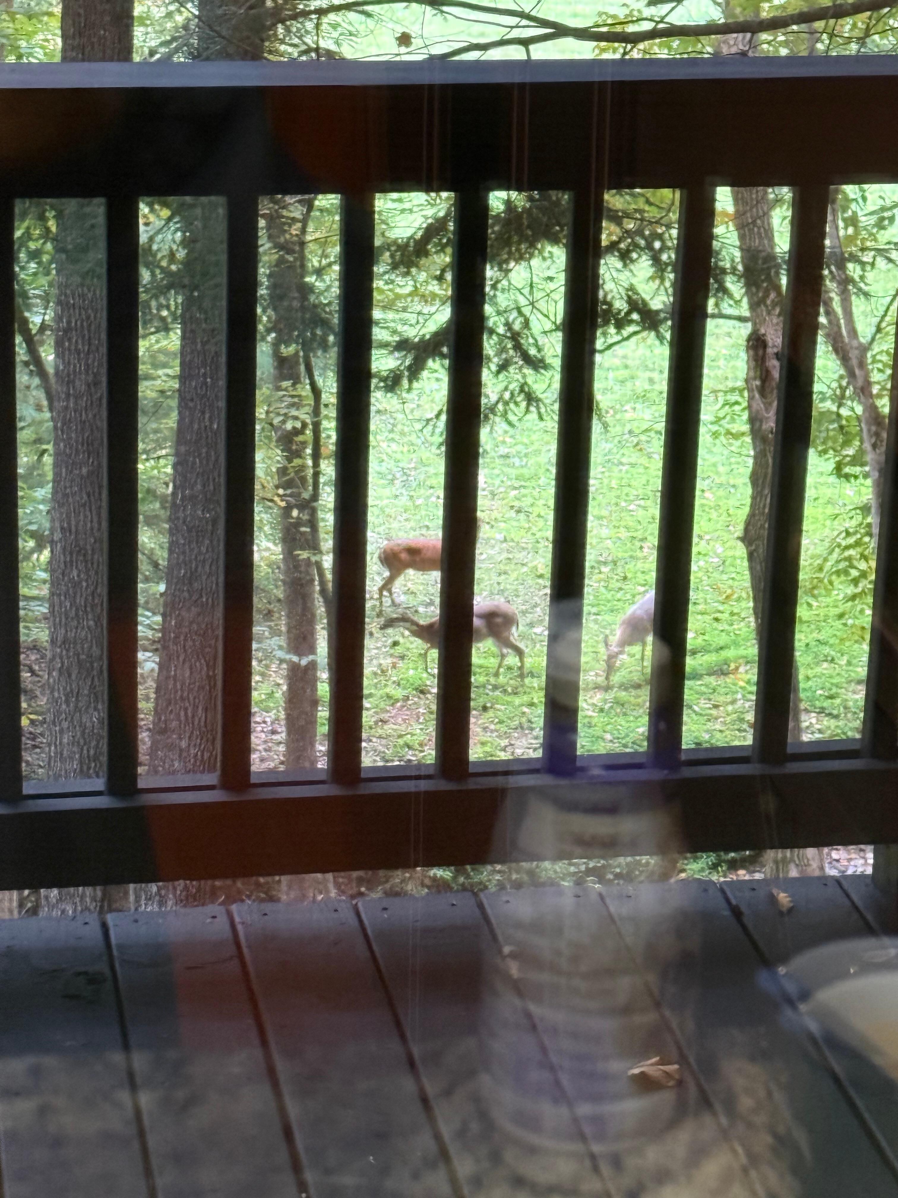 Out of the kitchen window 