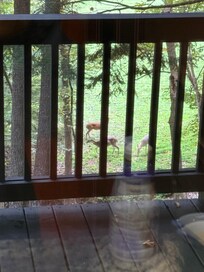 Out of the kitchen window