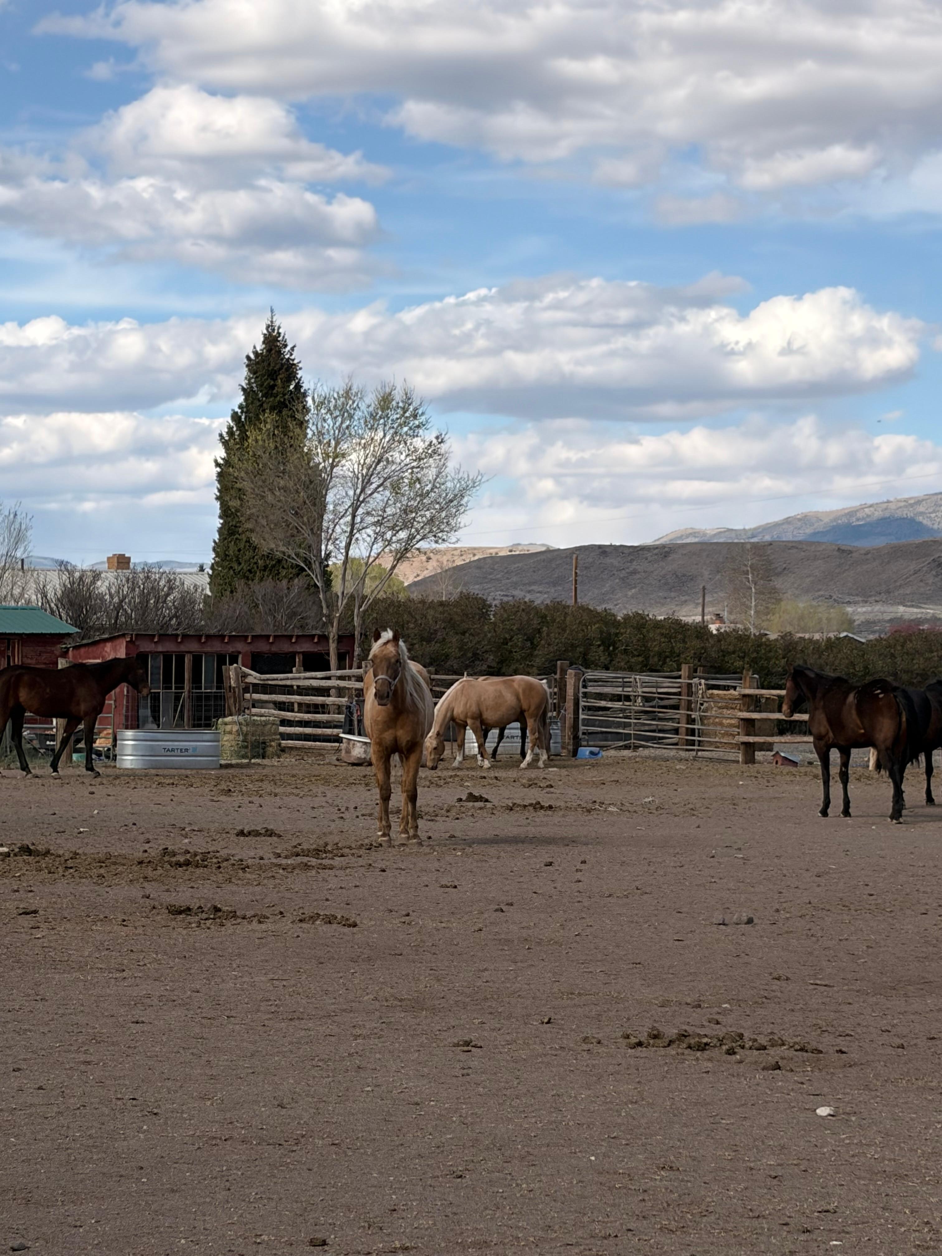 Horses out the kitchen window was was an added bonus!