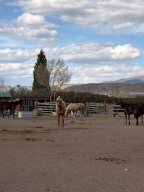 Horses out the kitchen window was was an added bonus!