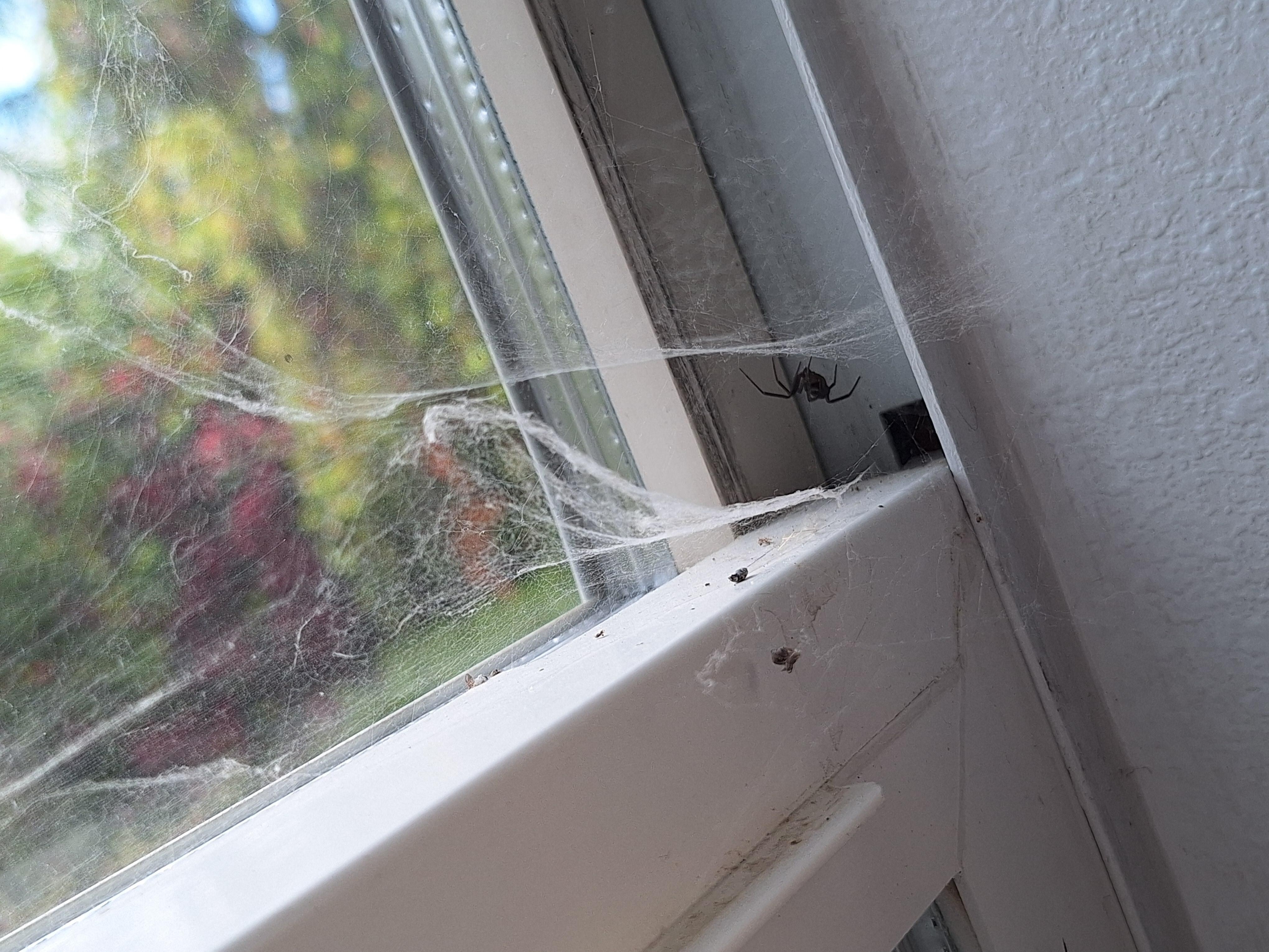 Spider and spiderweb inside living room window