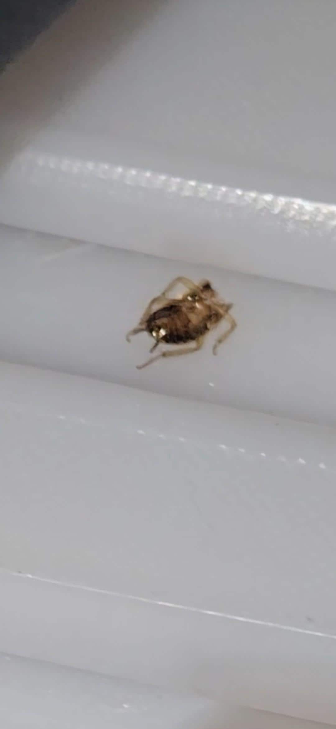 Dead roaches. We couldn't get pix of the live ones as they scurryed off before we could get our cameras 