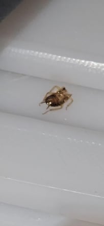 Dead roaches. We couldn't get pix of the live ones as they scurryed off before we could get our cameras