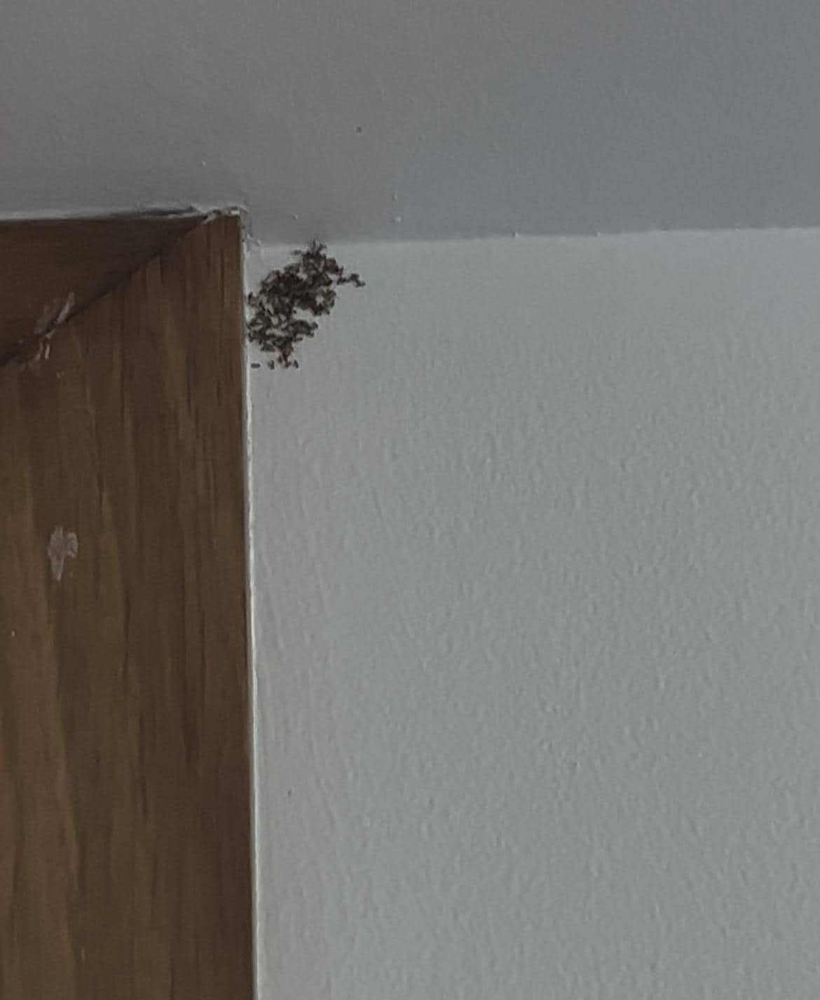 room 308: ants on the wall, bed and in the bathroom ( I have more photos and videos)