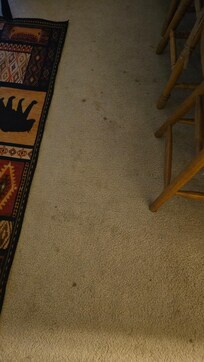 Stains in carpet