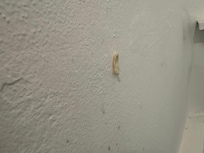 Chewing gum on the walls