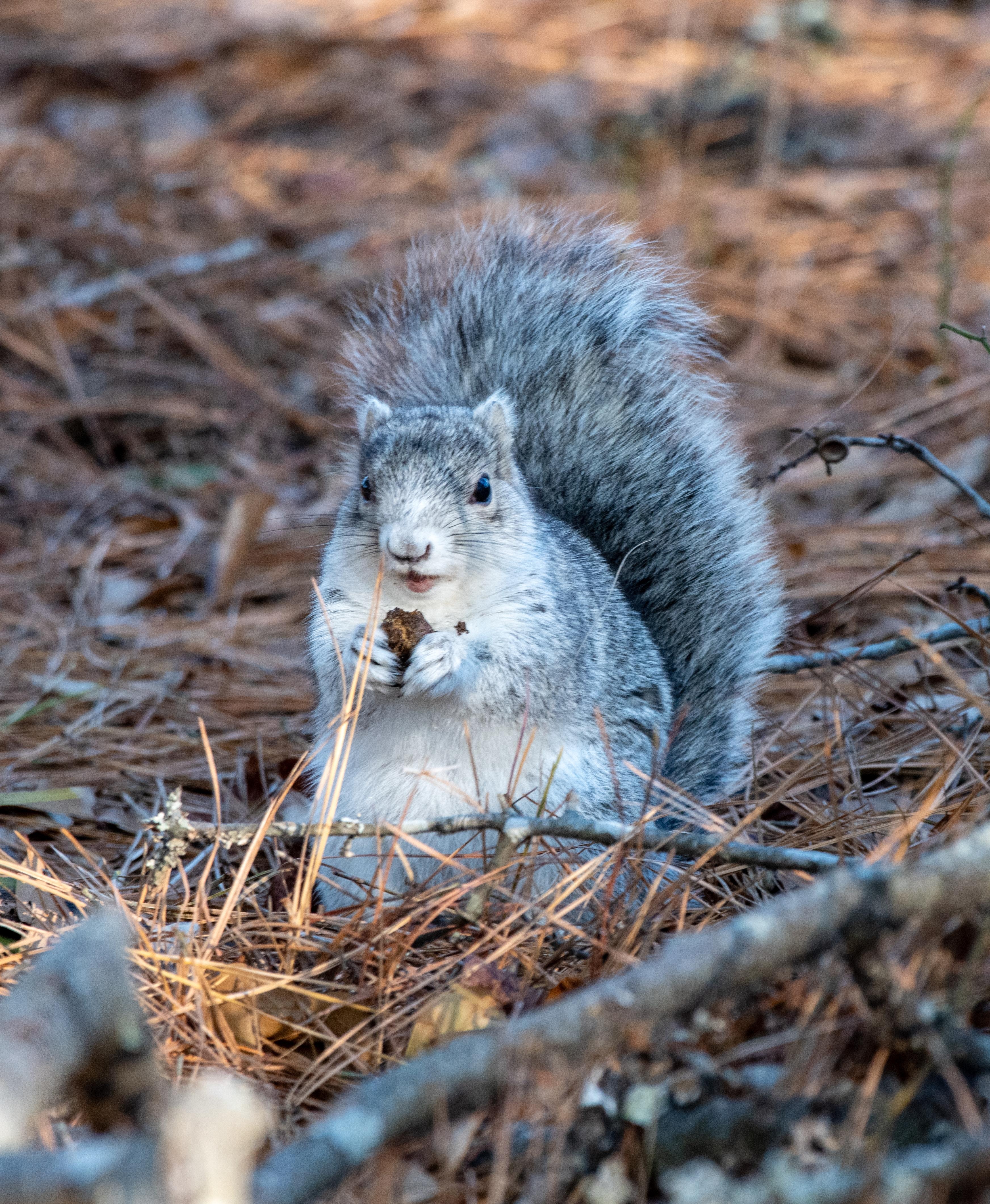 Delmarva Fox Squirrel