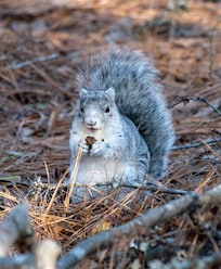 Delmarva Fox Squirrel