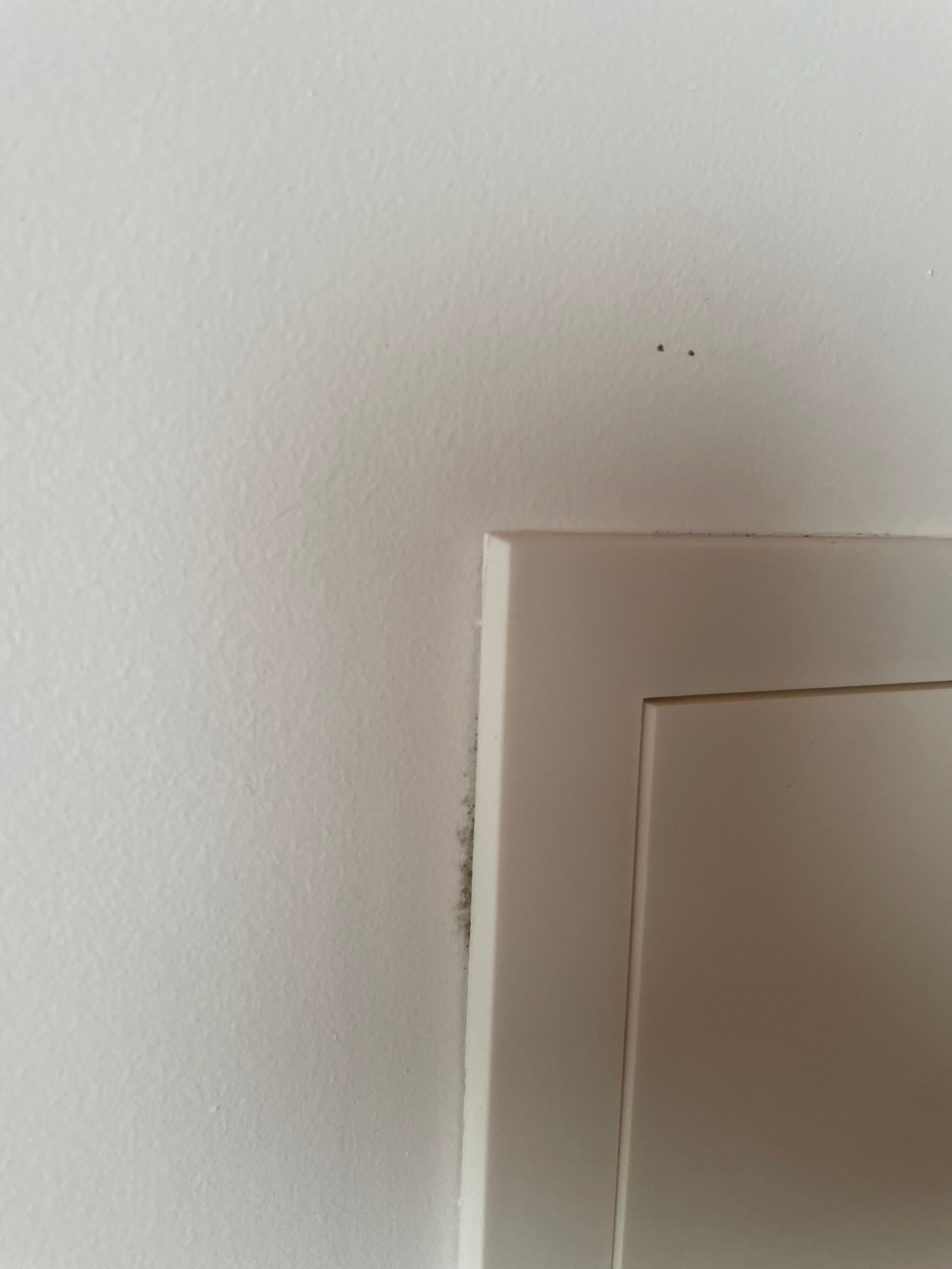mold
