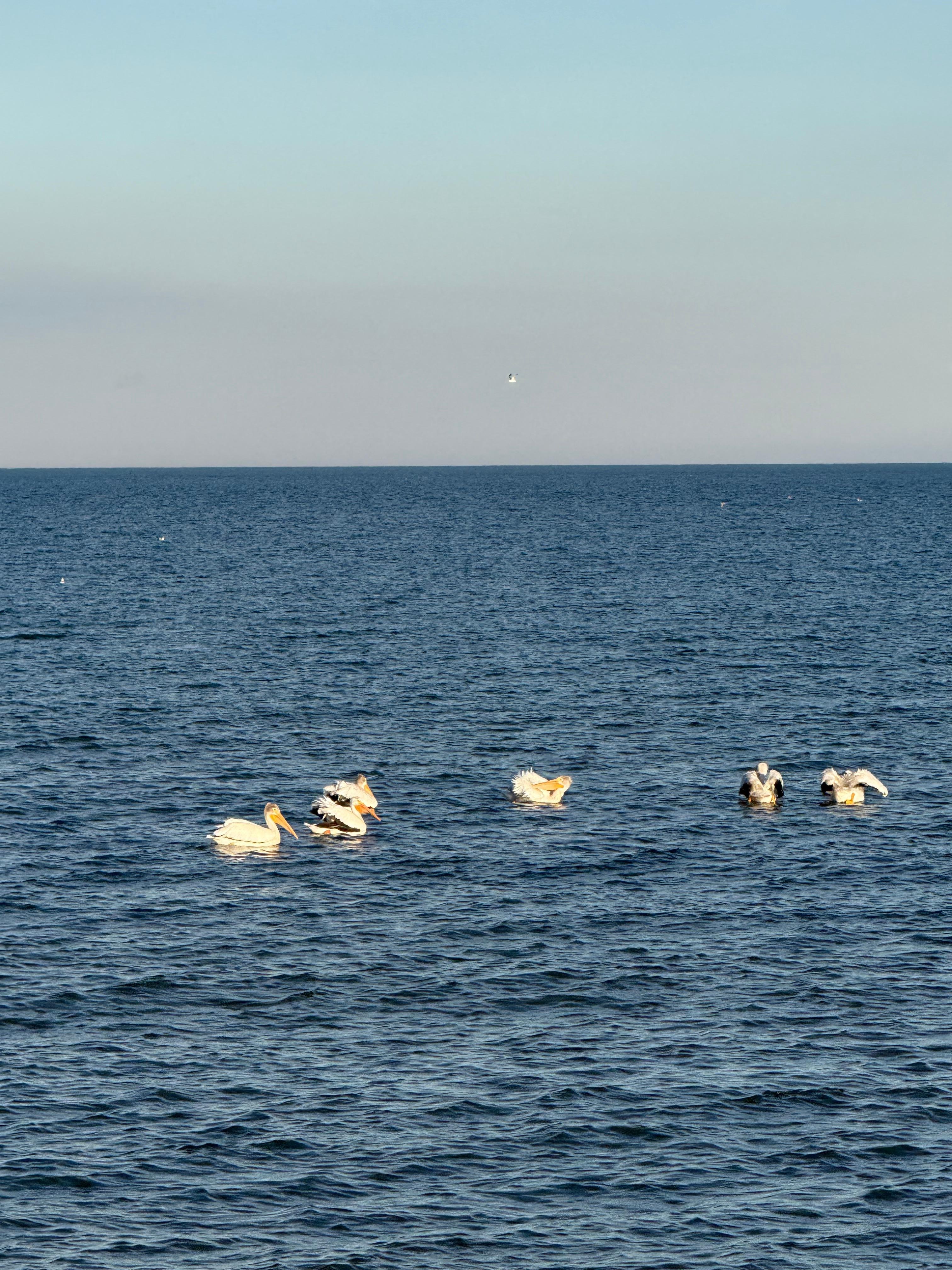 The pelicans are fun to watch from the beach, the restaurant or the room.