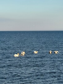 The pelicans are fun to watch from the beach, the restaurant or the room.