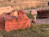 Resident fox!