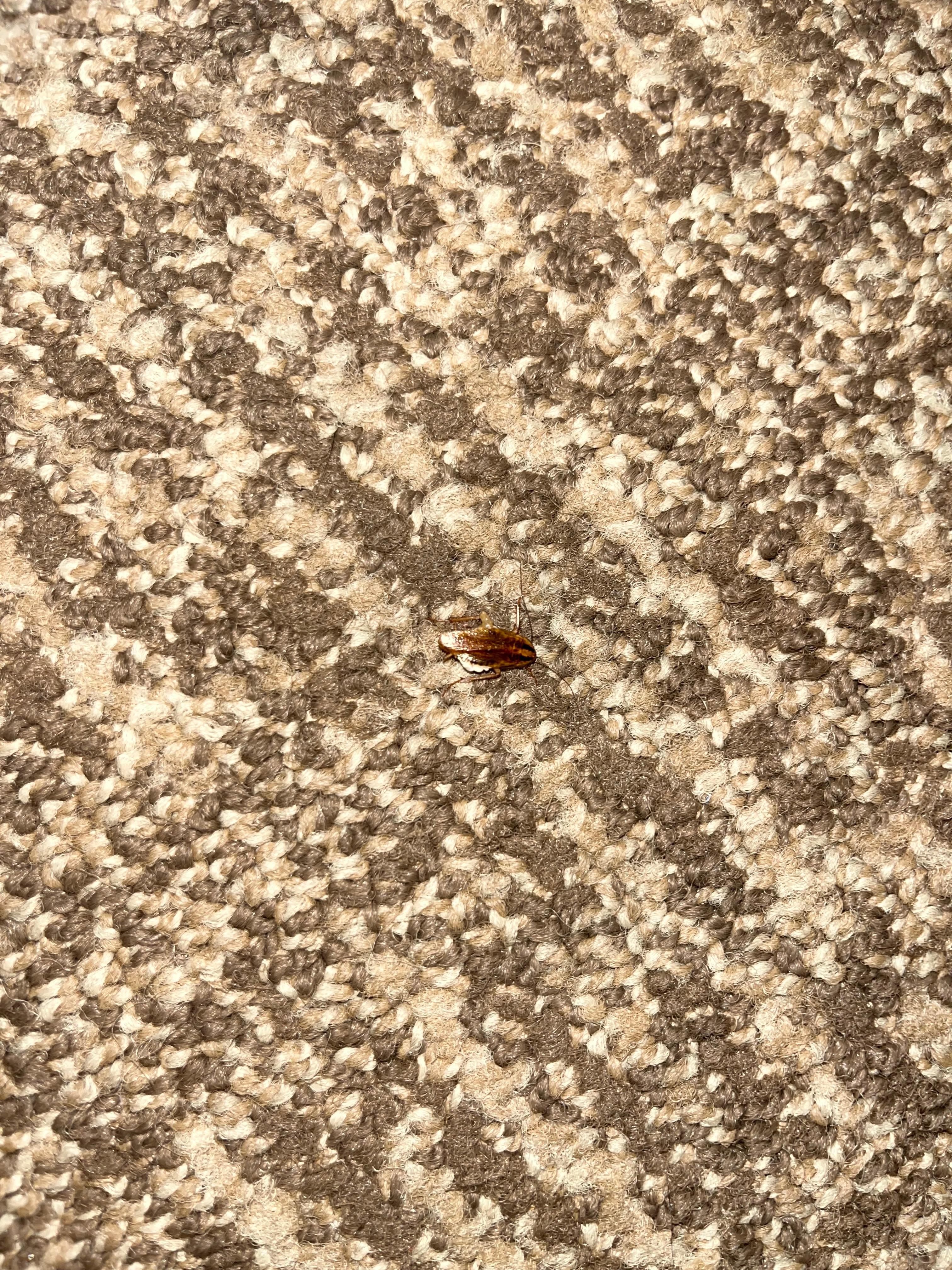 Roach on floor 