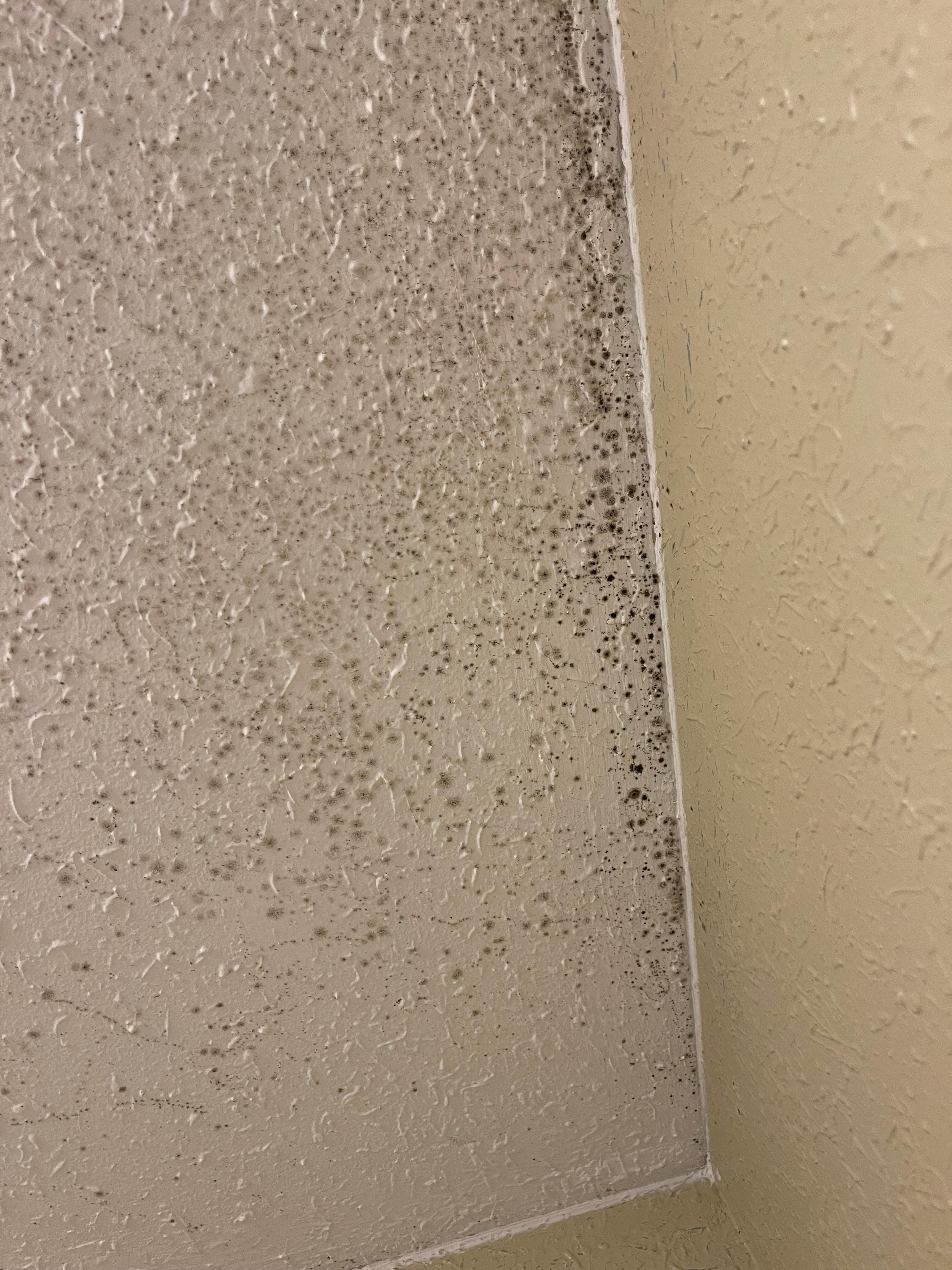 black mold