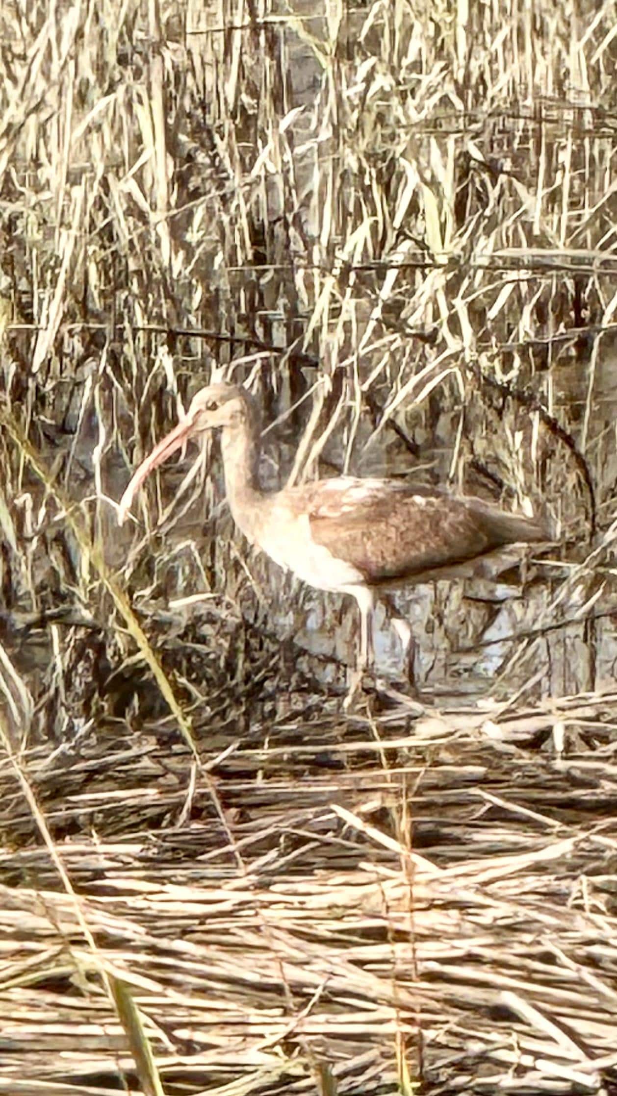 Bird watching from the sun porch