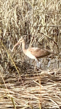 Bird watching from the sun porch