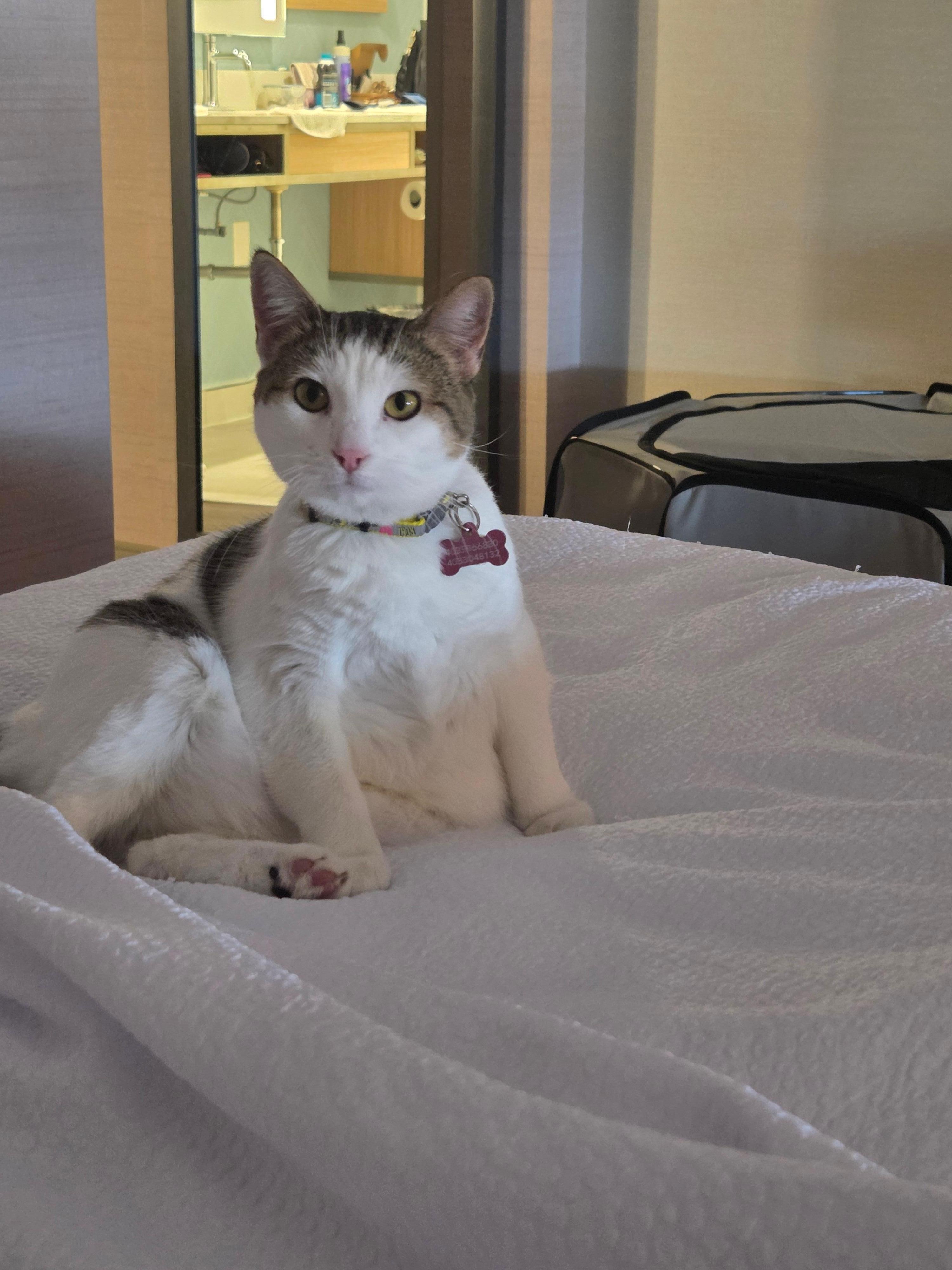 For an extra $75 we were allowed to bring her with us. She is nondestructive and was happy in the room.