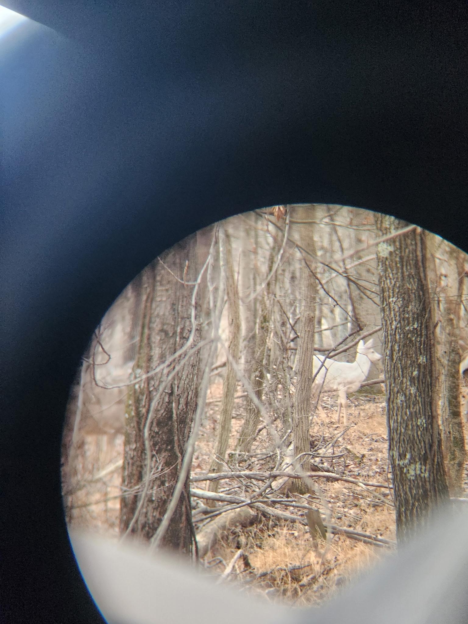 Albino deer seen through binoculars.