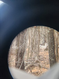 Albino deer seen through binoculars.