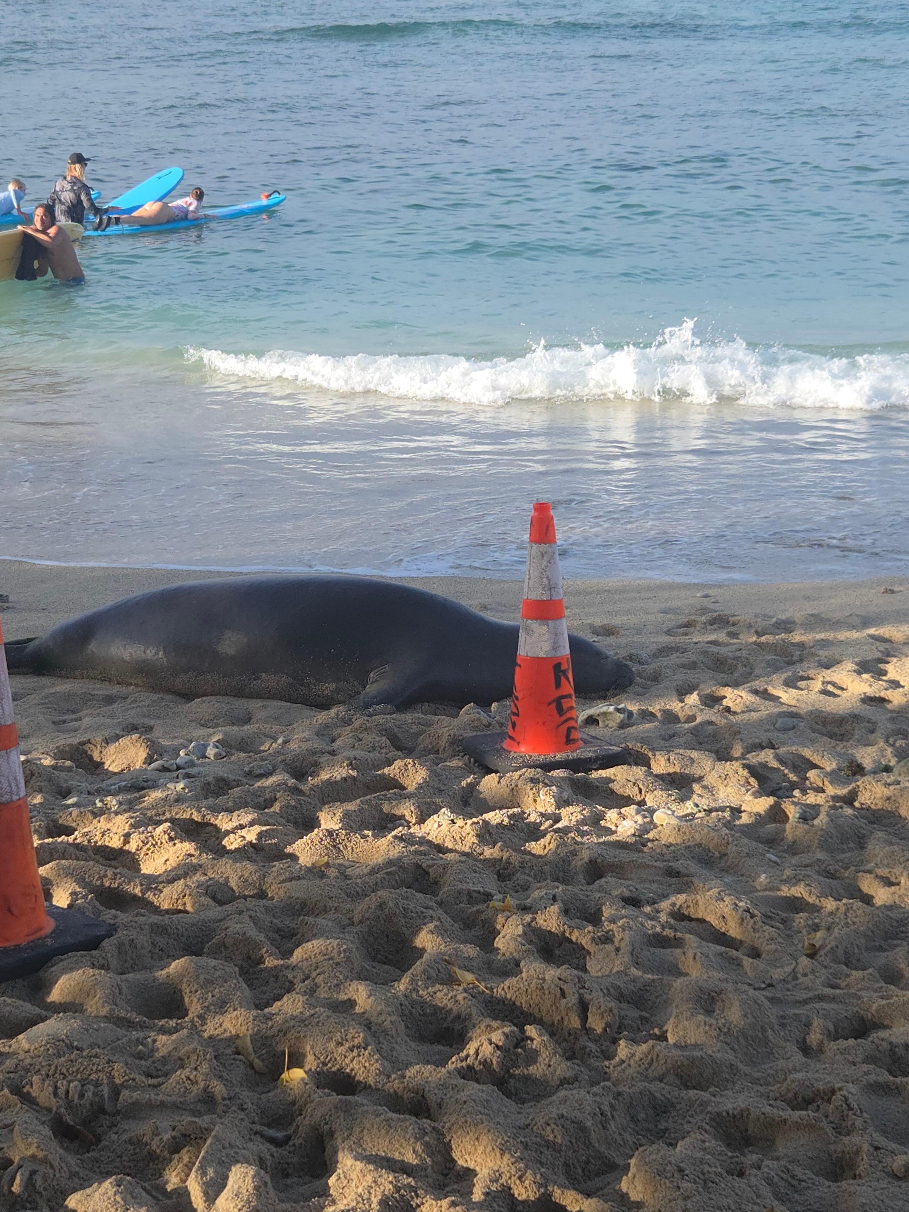 An endangered seal resting on Waikiki Beach behind our hotel. 
