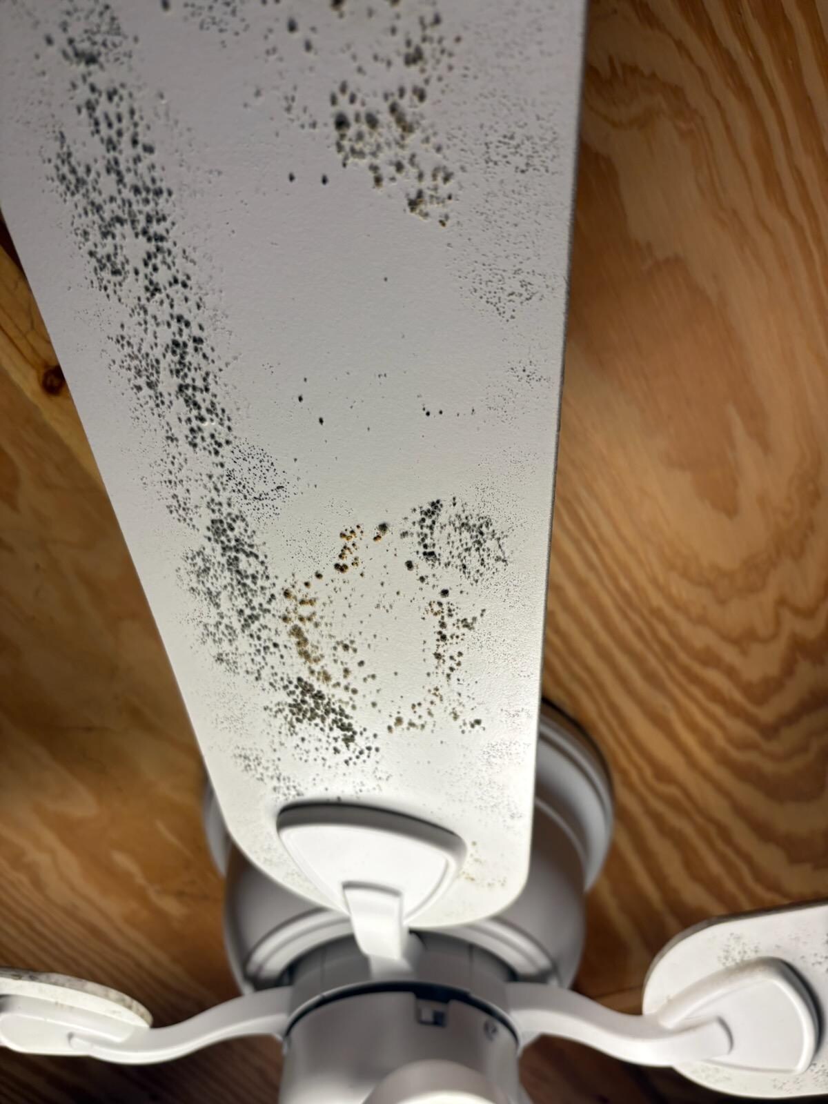 Spider eggs on ceiling fan in bed room down stairs