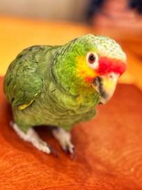 Dólar the friendly resident parrot!