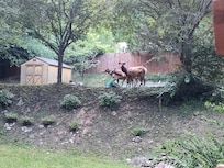 Elk visit in neighbor's yard