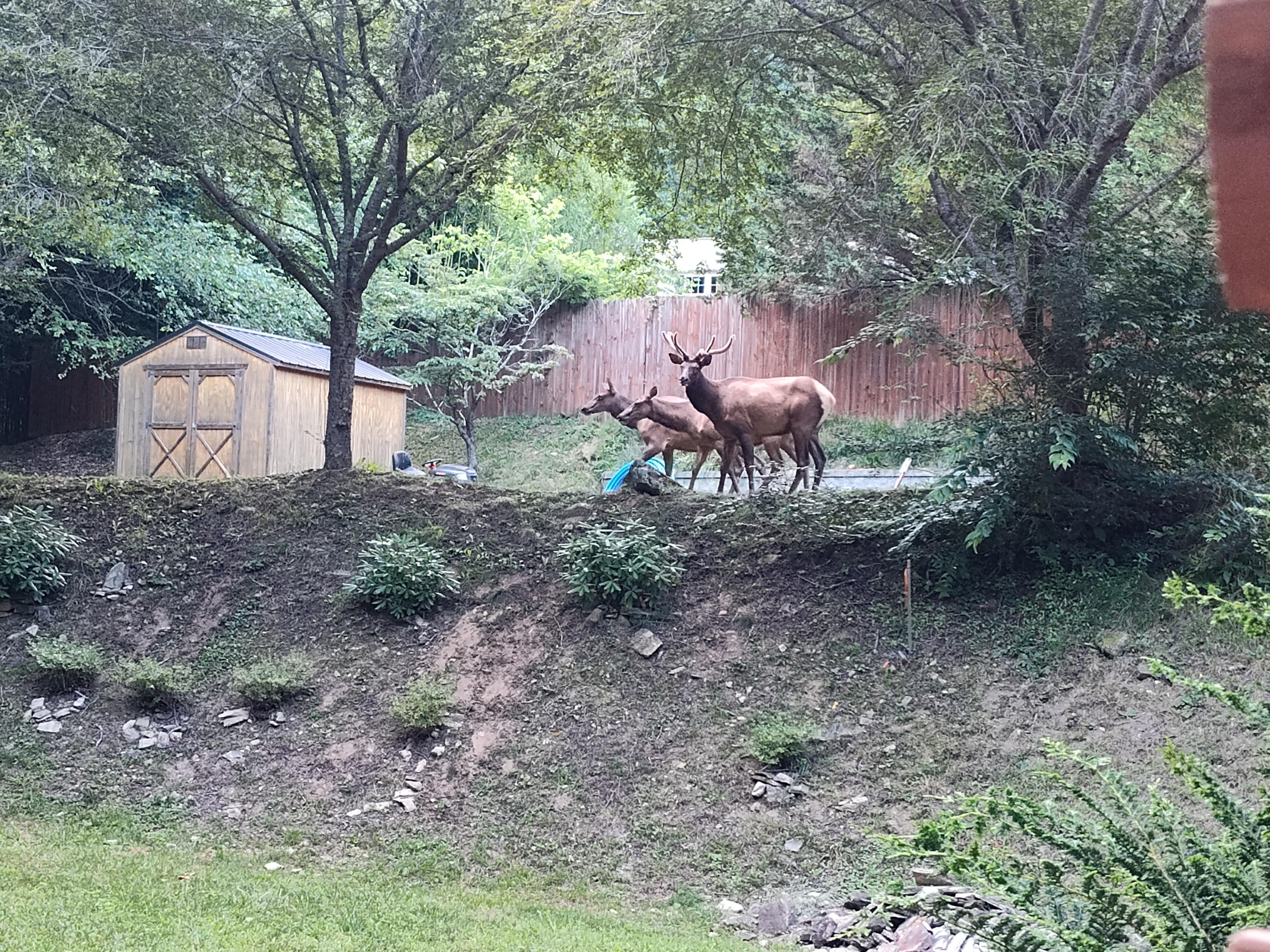 Elk visit in neighbor's yard