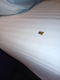 That's the Cockroach I killed
