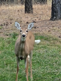 Deer in the front yard.