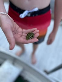 Lots of frogs and toads