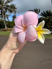Plumeria