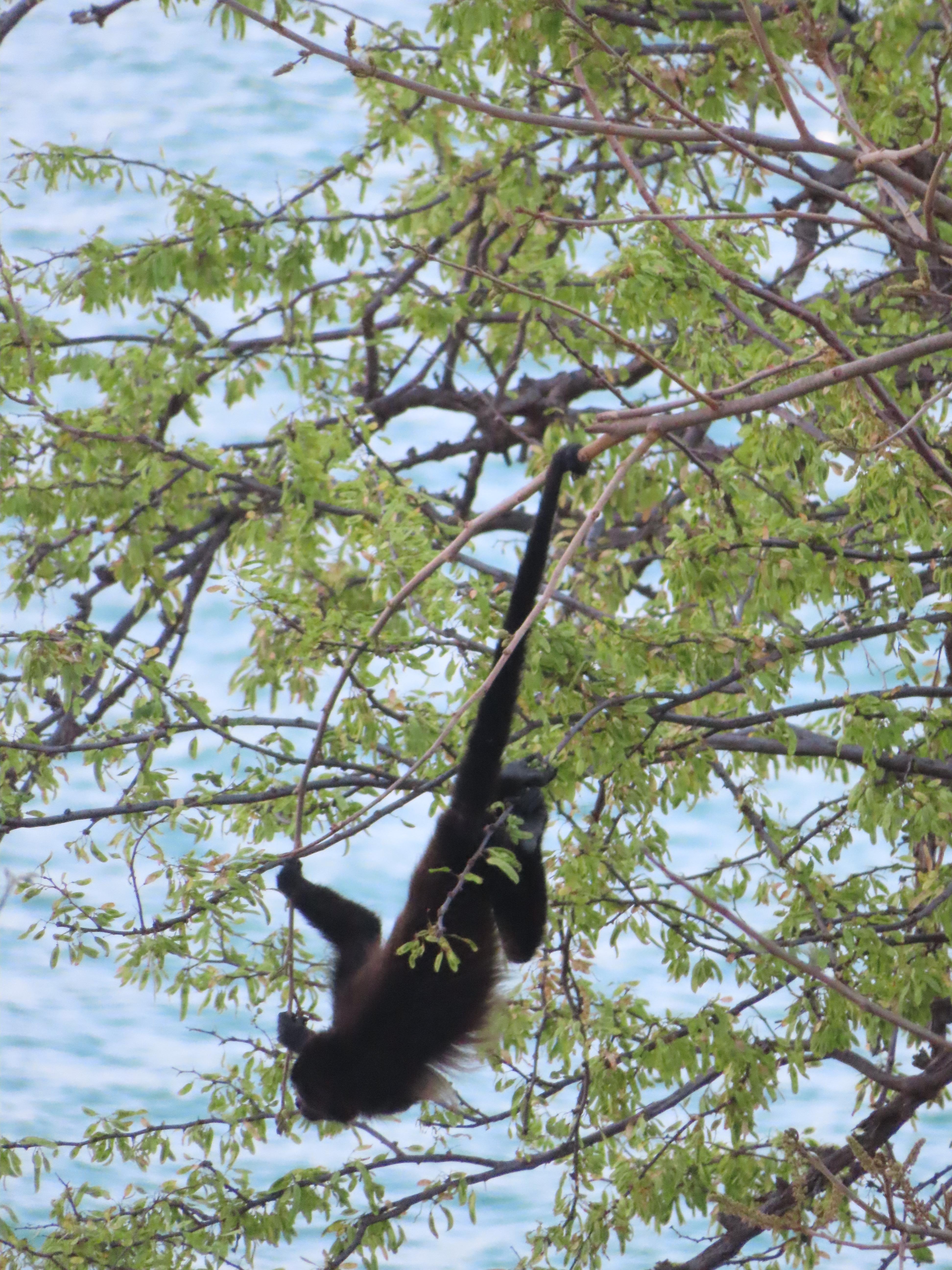 Monkey from our pool 
