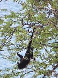 Monkey from our pool