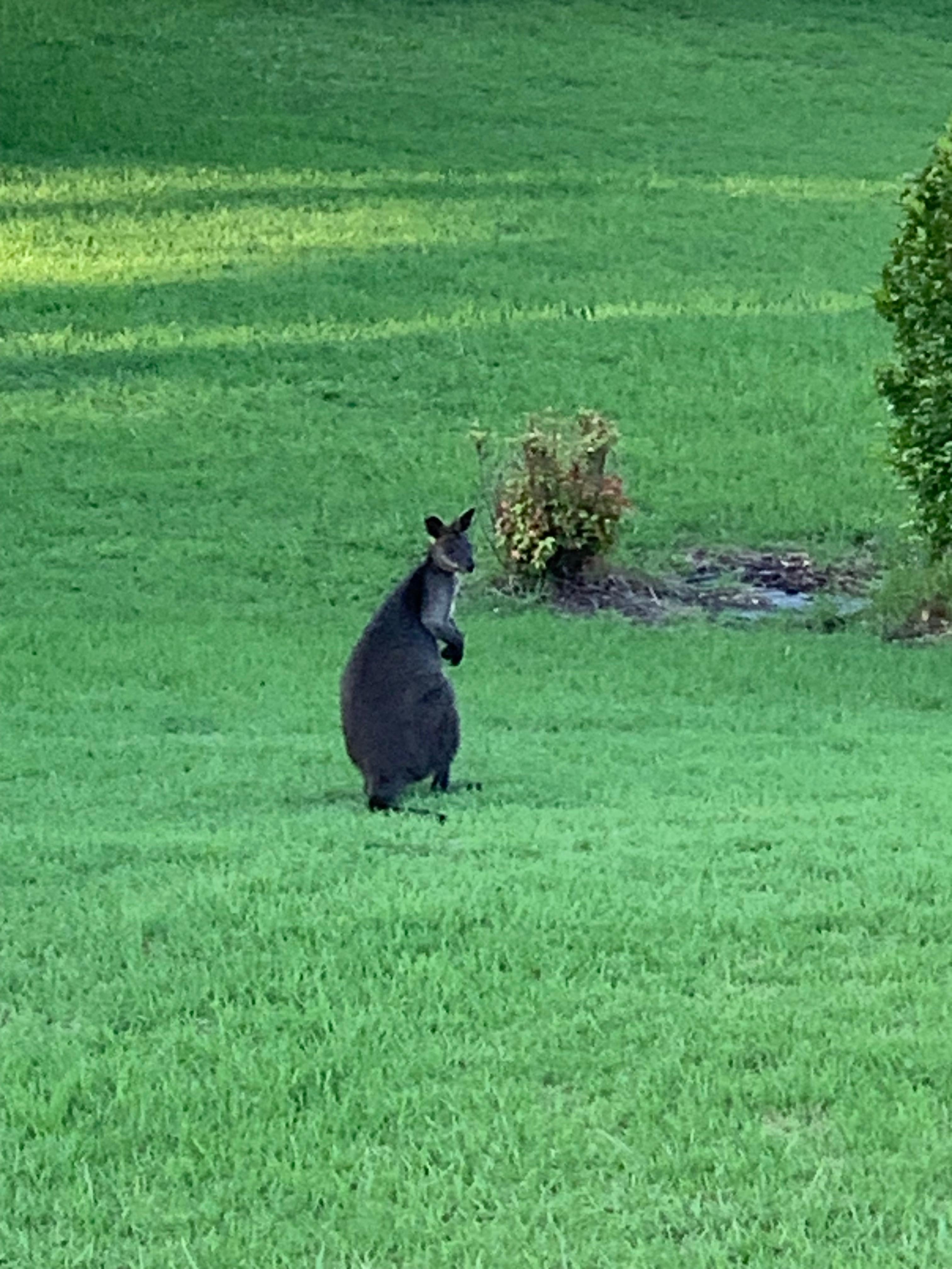 Organic lawn streamer