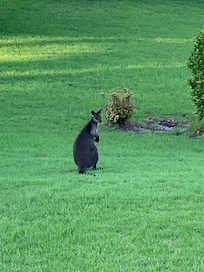 Organic lawn streamer