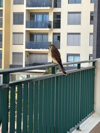 A kestrel even came to visit us on our last day