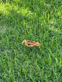 Little crabs by the beach front