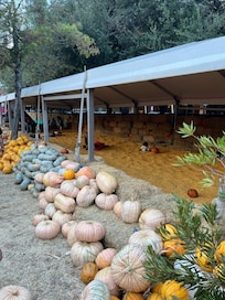 Pumpkin patch down town Houston