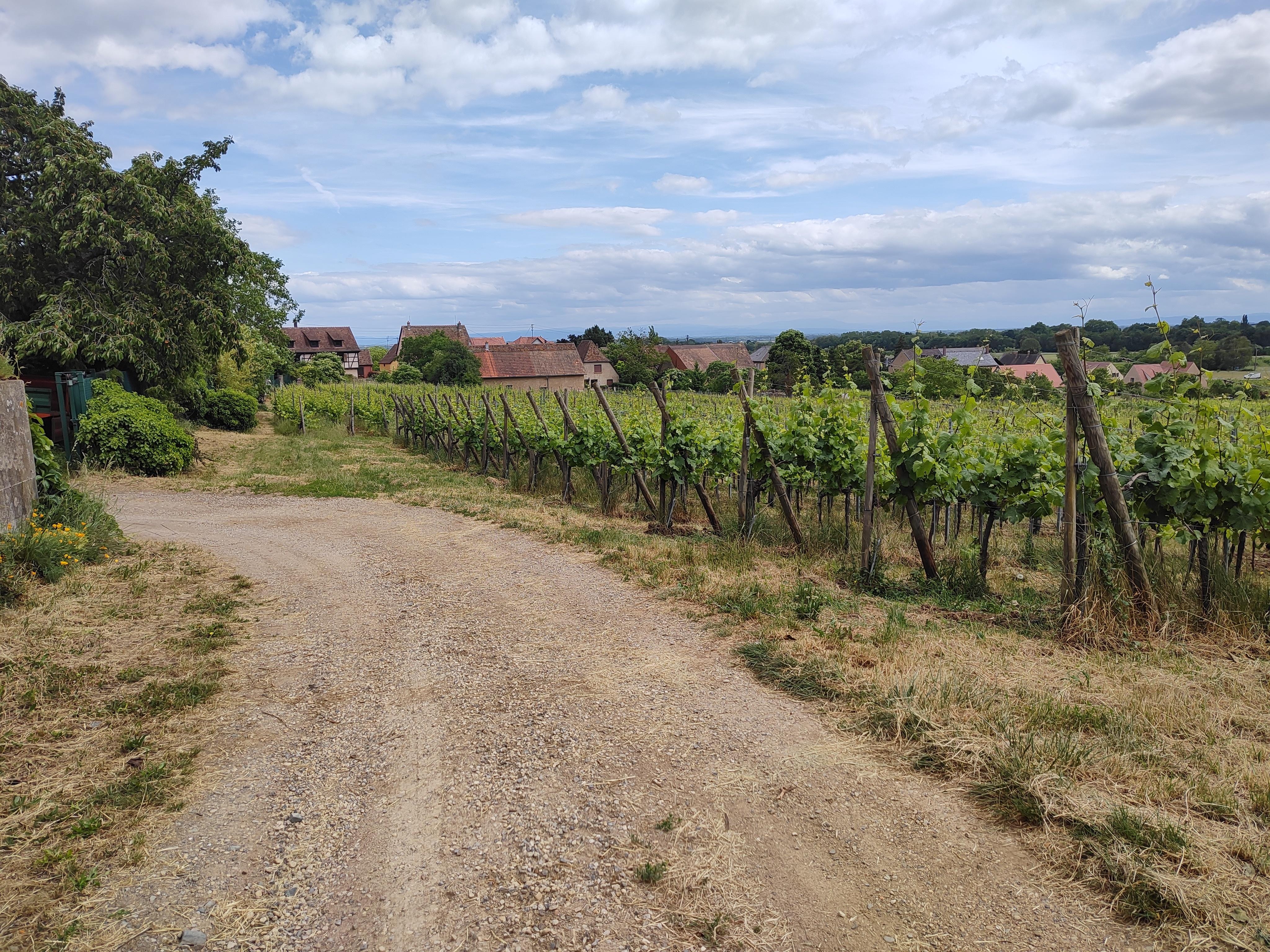 Wanderung durch die Weinberge