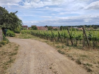 Wanderung durch die Weinberge