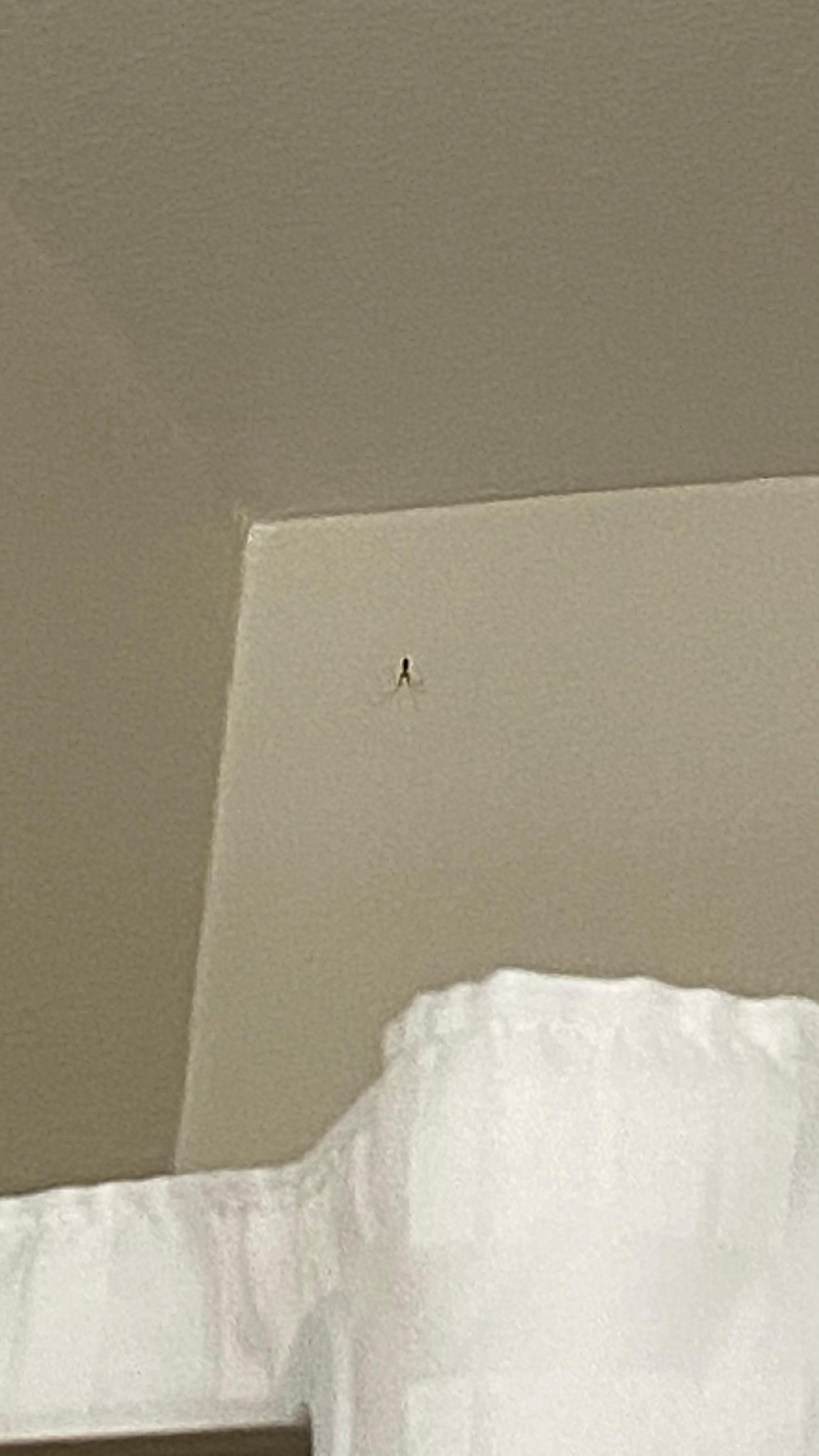 Spider up in the left corner and spiderwebs. 