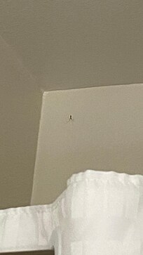 Spider up in the left corner and spiderwebs.