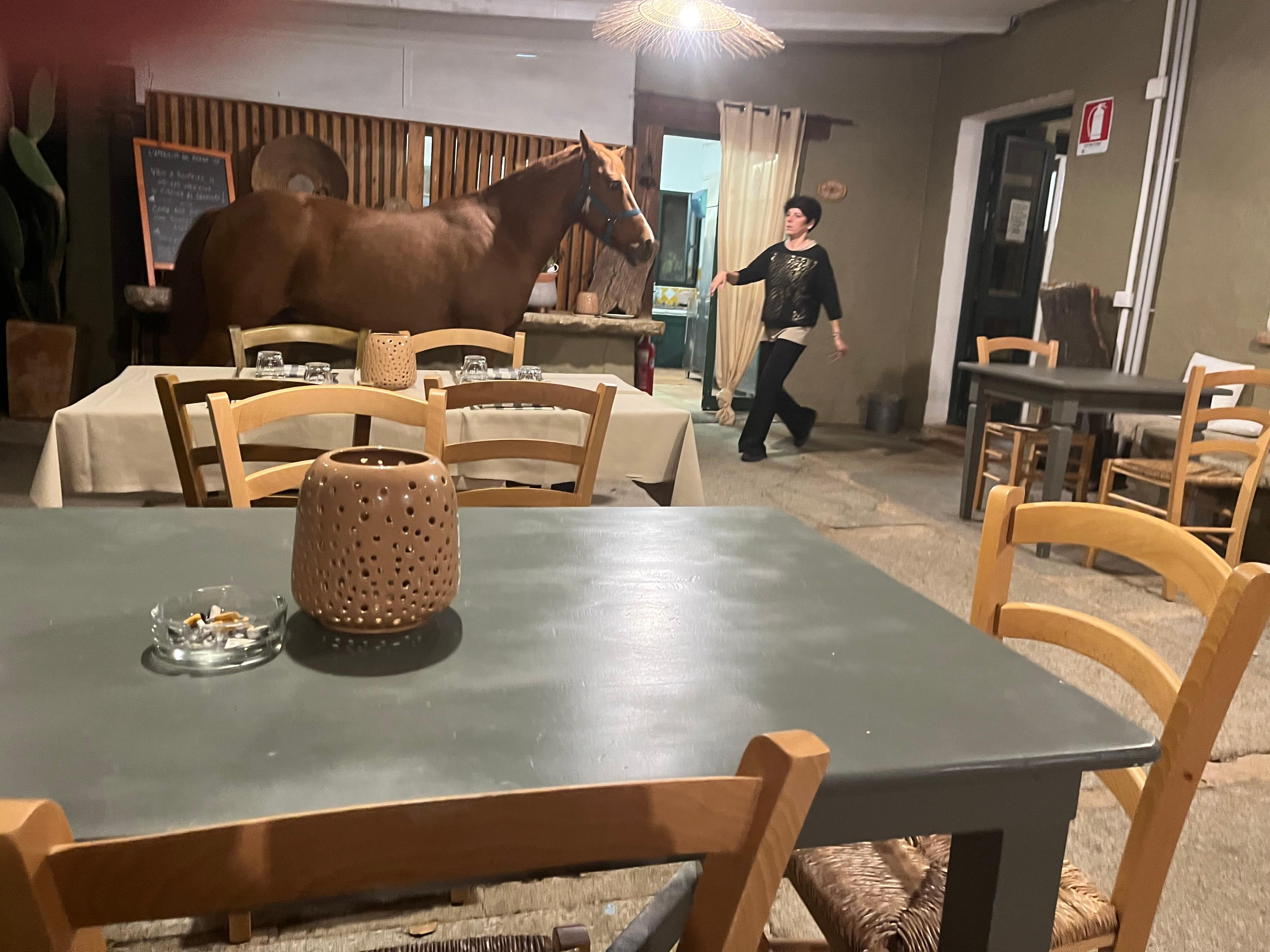 Das Pferd kam ganz einfach auf die Terrasse, am nächsten Morgen inspizierte es die Zimmer!