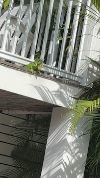 This iguana came out to enjoy some sunshine on our very last day. I have never seen an iguana. That close is pretty amazing though.