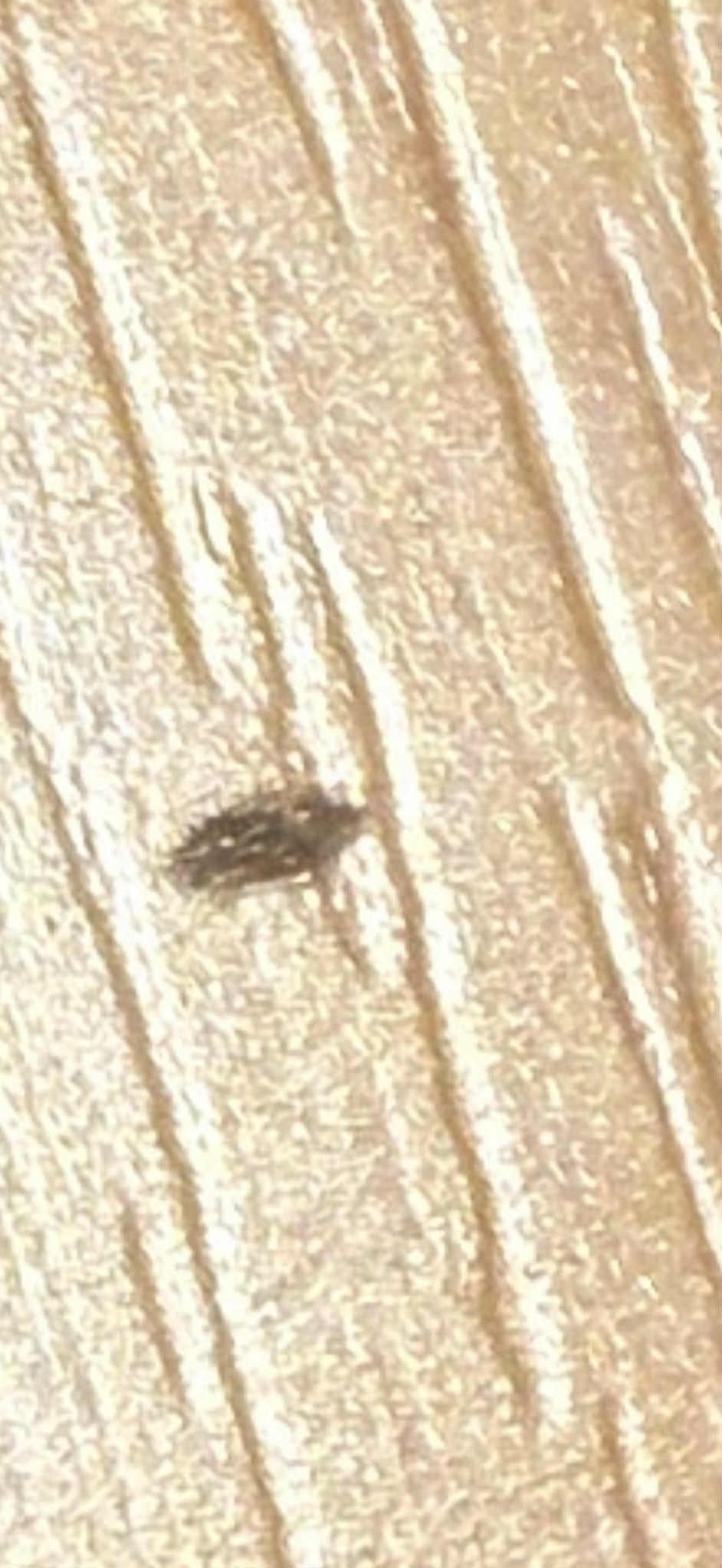 A small animal from the bed