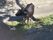 cows grazing below the balcony