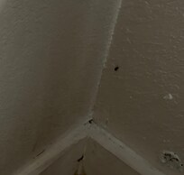 Roach and Stains