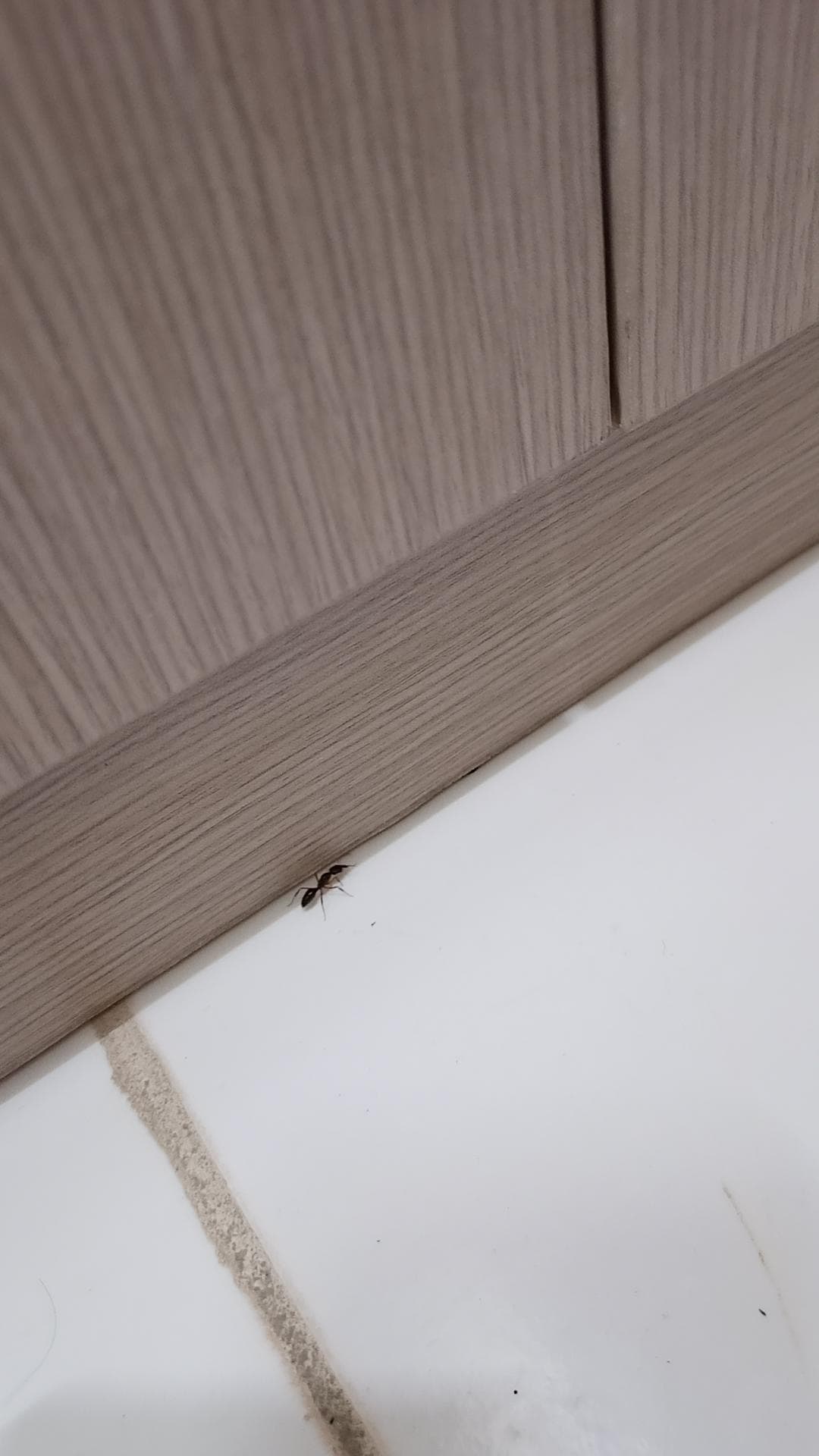 Ants