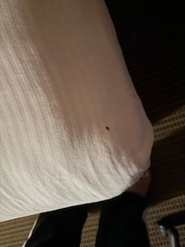There were like 5 bed bugs crawling but I took videos that’s the only pic. Don’t stay here